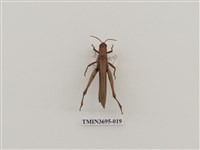 藏品(直翅目(3))的圖片